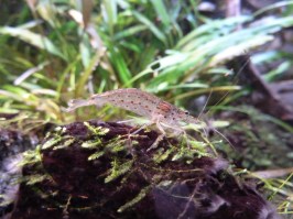 amano garnaal